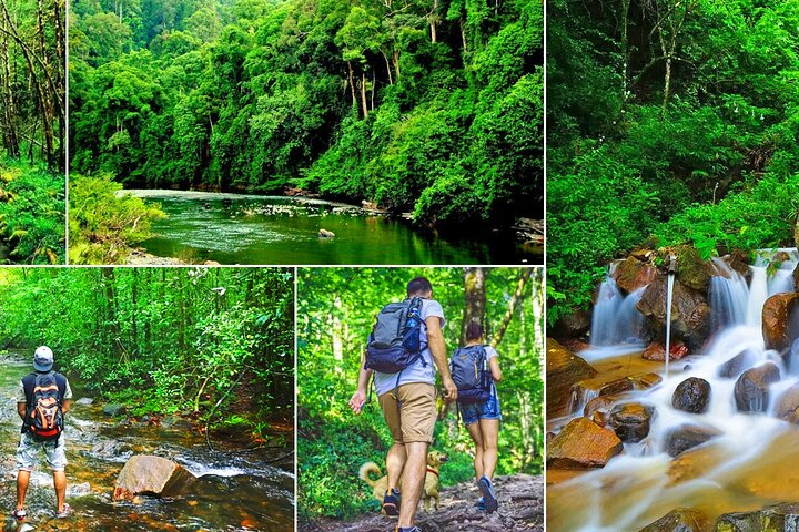 Sinharaja Rain Forest Tour from Udawalawa - Photo 1 of 14